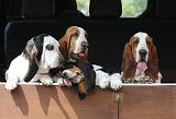 BASSET HOUND 042